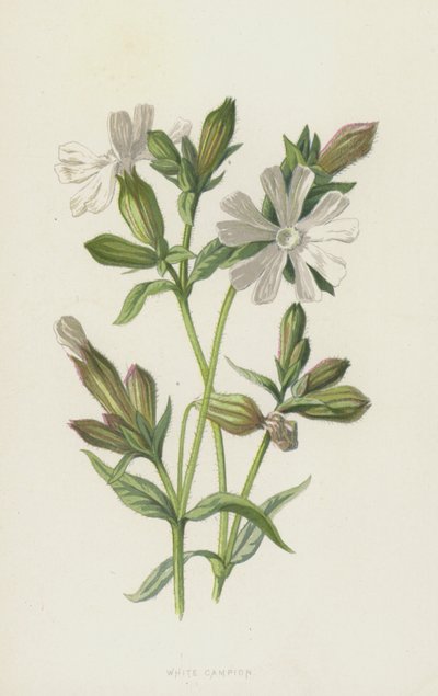 Avondkoekoeksbloem door Frederick Edward Hulme