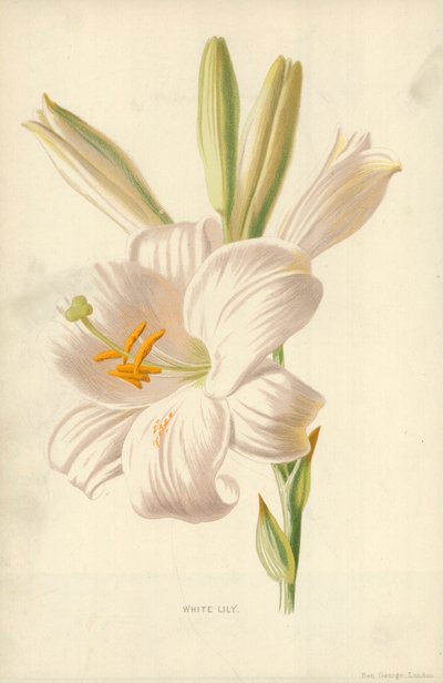 Witte Lelie door Frederick Edward Hulme