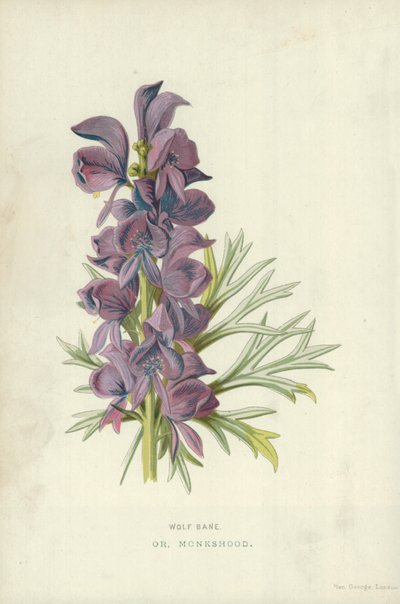 Wolfskruid of monnikskap door Frederick Edward Hulme