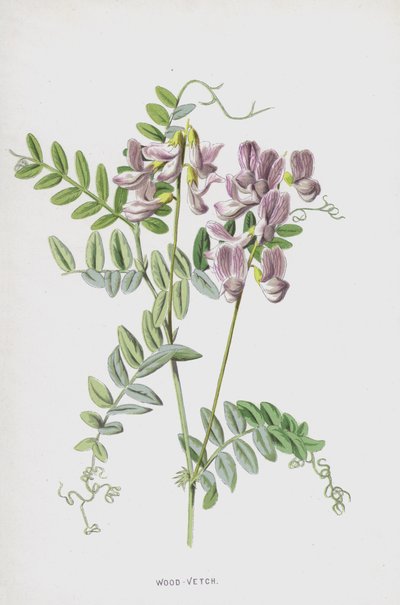 Boslathyrus door Frederick Edward Hulme