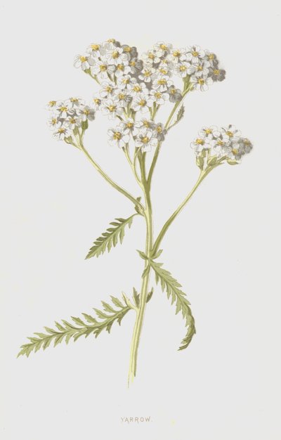 Duizendblad door Frederick Edward Hulme