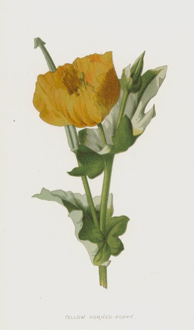 Gele Hoornpapaver door Frederick Edward Hulme