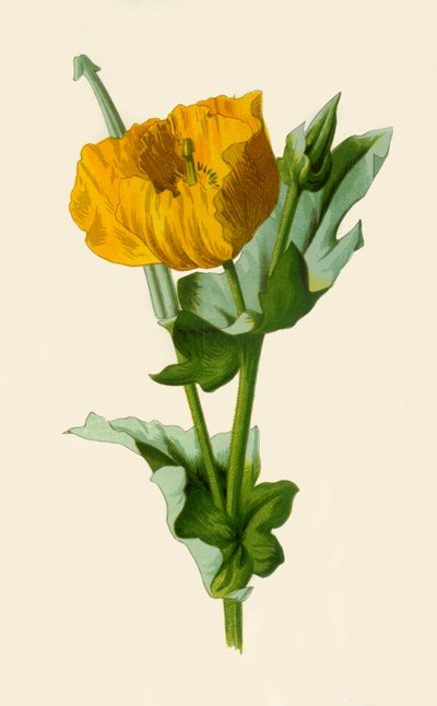 Gele Gehoornde Papaver door Frederick Edward Hulme