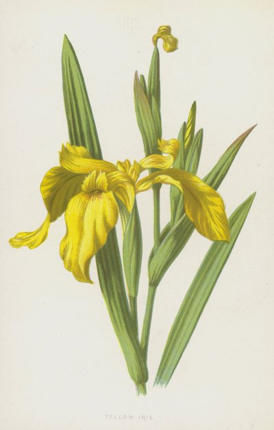 Gele Lis door Frederick Edward Hulme