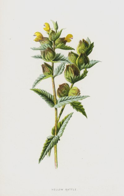 Grote ratelaar door Frederick Edward Hulme