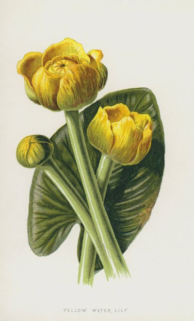 Gele Plomp door Frederick Edward Hulme