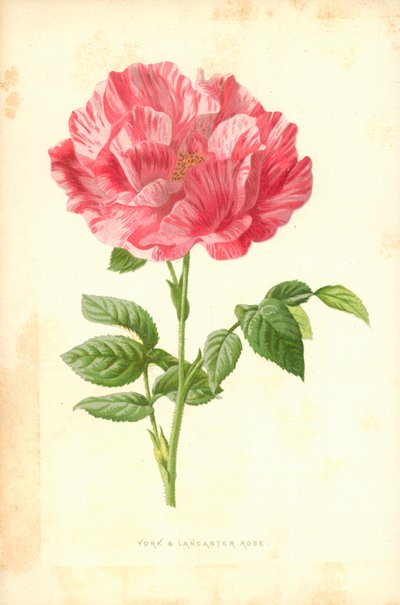 York en Lancaster Roos door Frederick Edward Hulme
