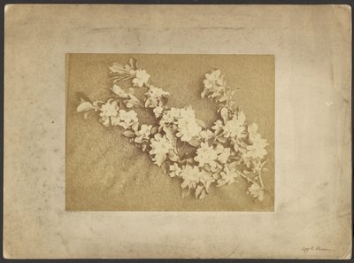 Appelbloesem door Frederick H. Hollyer
