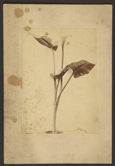 [Calla Lily]. door Frederick H. Hollyer