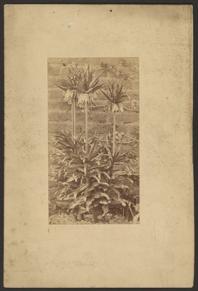[Plant] door Frederick H. Hollyer