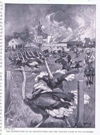 De vernietiging van Dr. Smarts boerderij en het loslaten van de struisvogels, uit After Pretoria: The Guerilla War gepubliceerd door Harmsworth Bros Limited, 1901 door Frederick Judd Waugh
