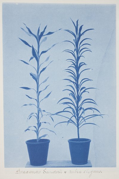 Draconas Sunderii et rubia elogans, eind 19e–begin 20e eeuw (cyanotype op crèmekleurig papier) door Frederick K. Coulson