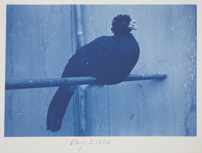 Grote Hokko, 3 augustus door Frederick K. Coulson