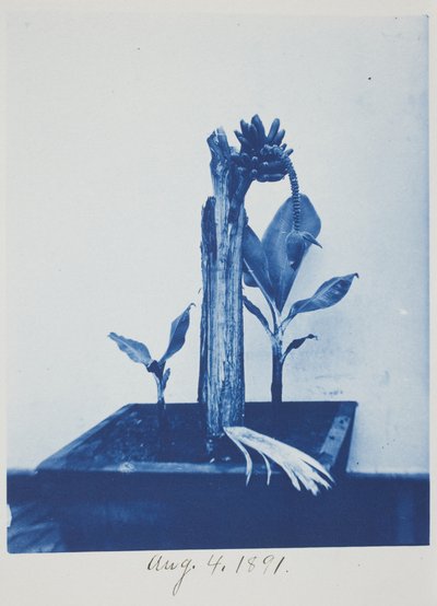 Zonder titel, 4 augustus door Frederick K. Coulson