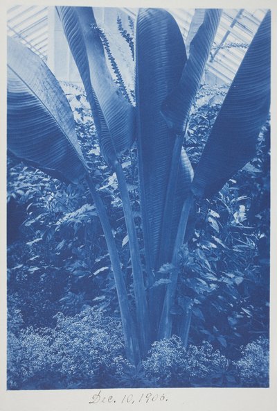 Zonder titel, 10 december door Frederick K. Coulson