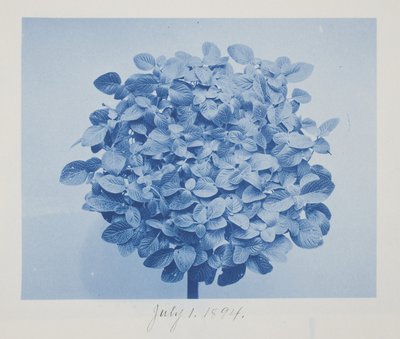 Zonder titel, 1 juli door Frederick K. Coulson