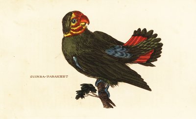 Roodkopagapornis, Agapornis pullarius door Frederick Polydor (after) Nodder