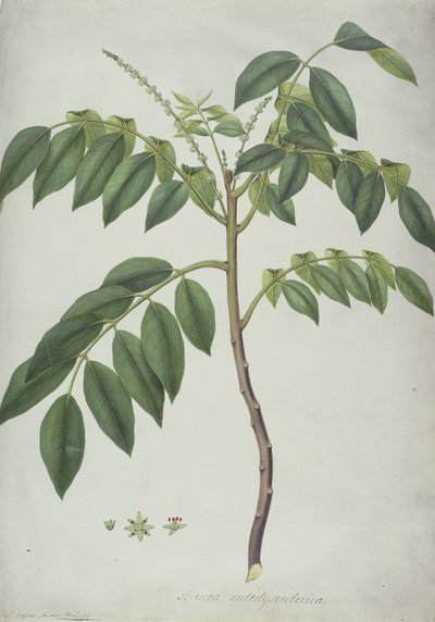 Brucea Antidysenterica, 1777 door Frederick Polydor Nodder