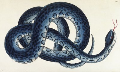 Zuidelijke Waterslang door Frederick Polydor Nodder