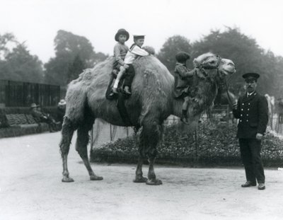 Een Bactrische kameelrit met verzorger Harry Warwick in de Londense dierentuin, juni 1924 door Frederick William Bond