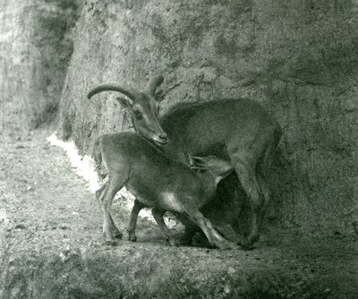Een Barbarijse schaap voedt haar lam op de Mappin Terrassen, London Zoo, augustus 1927 door Frederick William Bond