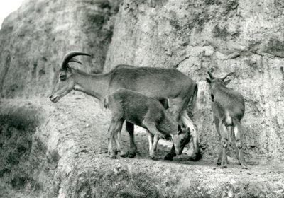 Een Barbarijs schaap/Aoudad/Waddan/Arui/Arruis met haar twee jongen op de Mappin Terrassen, London Zoo, augustus 1927 door Frederick William Bond