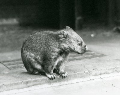 Een kaalneus/gewone/grofharige wombat zittend op de grond in de London Zoo in 1929 door Frederick William Bond