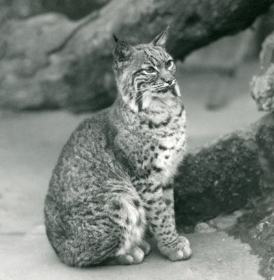 Een rode lynx of bobcat in de London Zoo, maart 1927 door Frederick William Bond