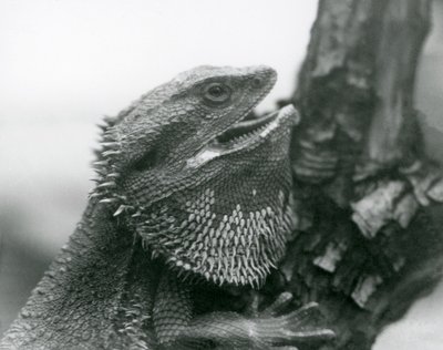 Een Baardagaam met zijn mond open, vastgehouden aan een tak, London Zoo door Frederick William Bond