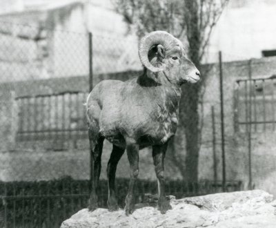 Een Dikhoornschaap ram staand op een rots uitkijkend over zijn verblijf aan de voet van de Mappin Terrassen, London Zoo. 1931 (zwart-wit foto) door Frederick William Bond