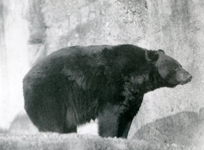 Een Zwarte Beer staand in zijn omheining, op de Mappin Terrassen, in de London Zoo in 1924 door Frederick William Bond