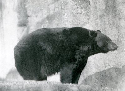 Een zwarte beer staand in zijn omheining, op de Mappin Terraces, in London Zoo in 1924 door Frederick William Bond