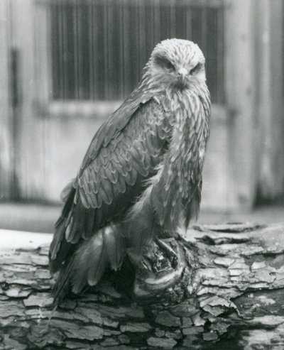 Een zwarte wouw rustend op een boomstam, London Zoo, augustus 1926 door Frederick William Bond