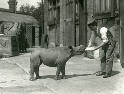 Een zwarte neushoornkalf wordt met de fles gevoed door zijn verzorger, London Zoo, september 1928 door Frederick William Bond