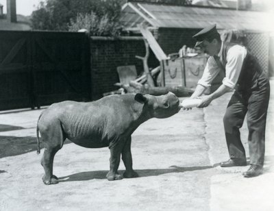 Een zwarte neushoornkalf wordt met de fles gevoed door zijn verzorger, London Zoo, september 1928 door Frederick William Bond