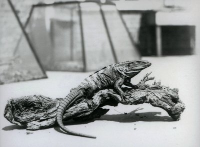 Een zwarte stekelstaartleguaan rustend op een boomstam in London Zoo in augustus 1928 door Frederick William Bond