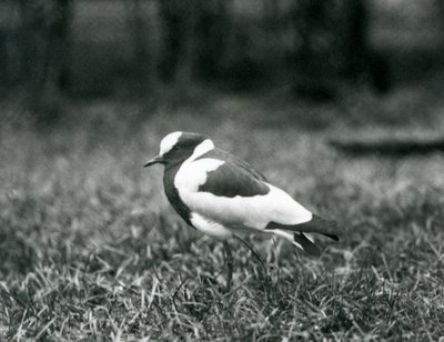 Een Smidkievit staand op gras in de London Zoo, augustus 1927 door Frederick William Bond