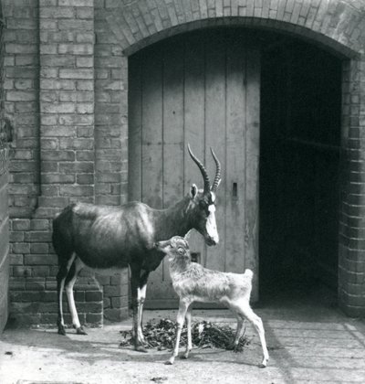 Een Blesbokkalf met zijn moeder in de London Zoo, juni 1914 door Frederick William Bond