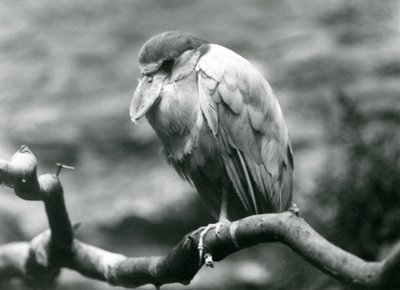 Een bootbekreiger, of bootbek, zittend op een tak in de Londense dierentuin, juni 1924 door Frederick William Bond