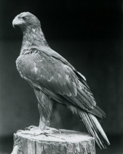 Een dwergarend staand op een boomstronk in de London Zoo in juni 1926 door Frederick William Bond