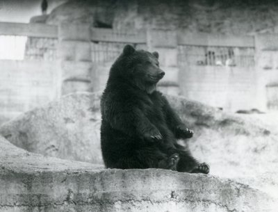 Een bruine beer zittend in zijn verblijf aan de voet van de Mappin Terraces in de London Zoo, september 1921 door Frederick William Bond