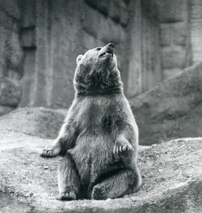 Een bruine beer zittend op een rotsrichel in de London Zoo in september 1927 door Frederick William Bond