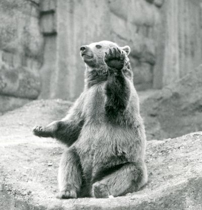 Een Bruine Beer zittend op een rotsachtige richel, zwaaiend met een van zijn voorpoten, London Zoo, september 1927 door Frederick William Bond