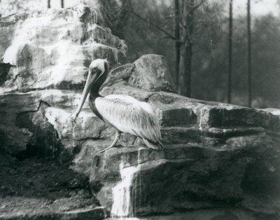 Een Bruine Pelikaan staand op rotsen in London Zoo, juni 1927 door Frederick William Bond