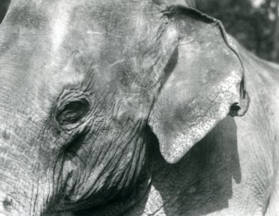 Een Birmaanse Olifant, London Zoo, september 1926 door Frederick William Bond