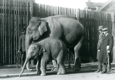 Een Birmaanse Olifant en haar kalf worden uitgelaten door hun verzorger, terwijl twee andere mannen toekijken door Frederick William Bond