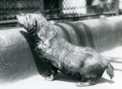 Een bosdog in de London Zoo, juni 1925 door Frederick William Bond