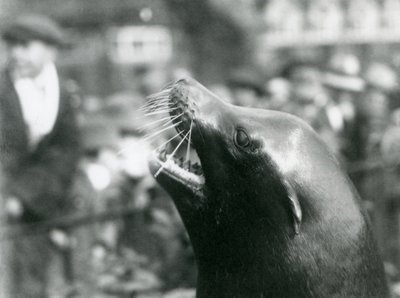 Een Californische Zeeleeuw in London Zoo door Frederick William Bond