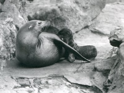 Een Californische zeeleeuw die haar een uur oude pup zoogt, Londense dierentuin, juli 1925 door Frederick William Bond