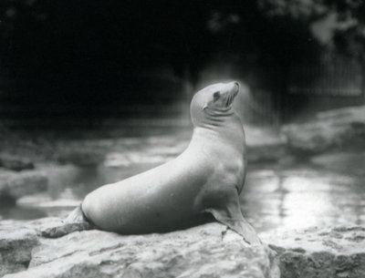Een Californische zeeleeuw zittend op een rots naast haar zwembad, London Zoo, september 1925 door Frederick William Bond